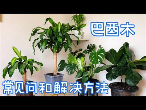 巴西鐵樹種植方法|【巴西鐵樹種植方法】巴西鐵樹種植方法，打造綠意盎。